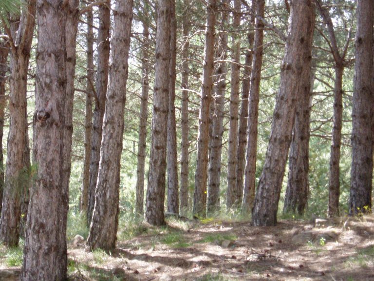 De la empresa «responsable» a la empresa saludable